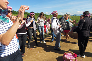  Nach der Arbeit das Vergnügen: Rosenfestival mitten im Rosenfeld.